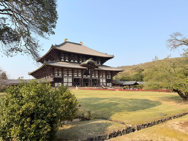 Deer in Nara Park with temple in background